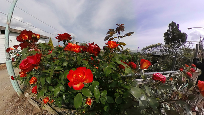 アイキャンガーデンの画像5