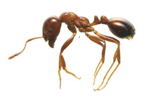 肉眼でわかるヒアリの特徴の画像