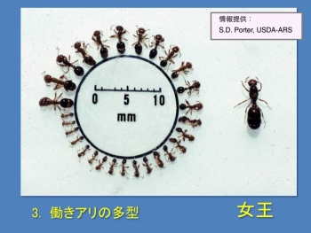 ヒアリの働きアリと女王アリの画像