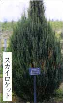 スカイロケットの画像