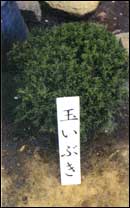 玉いぶきの画像