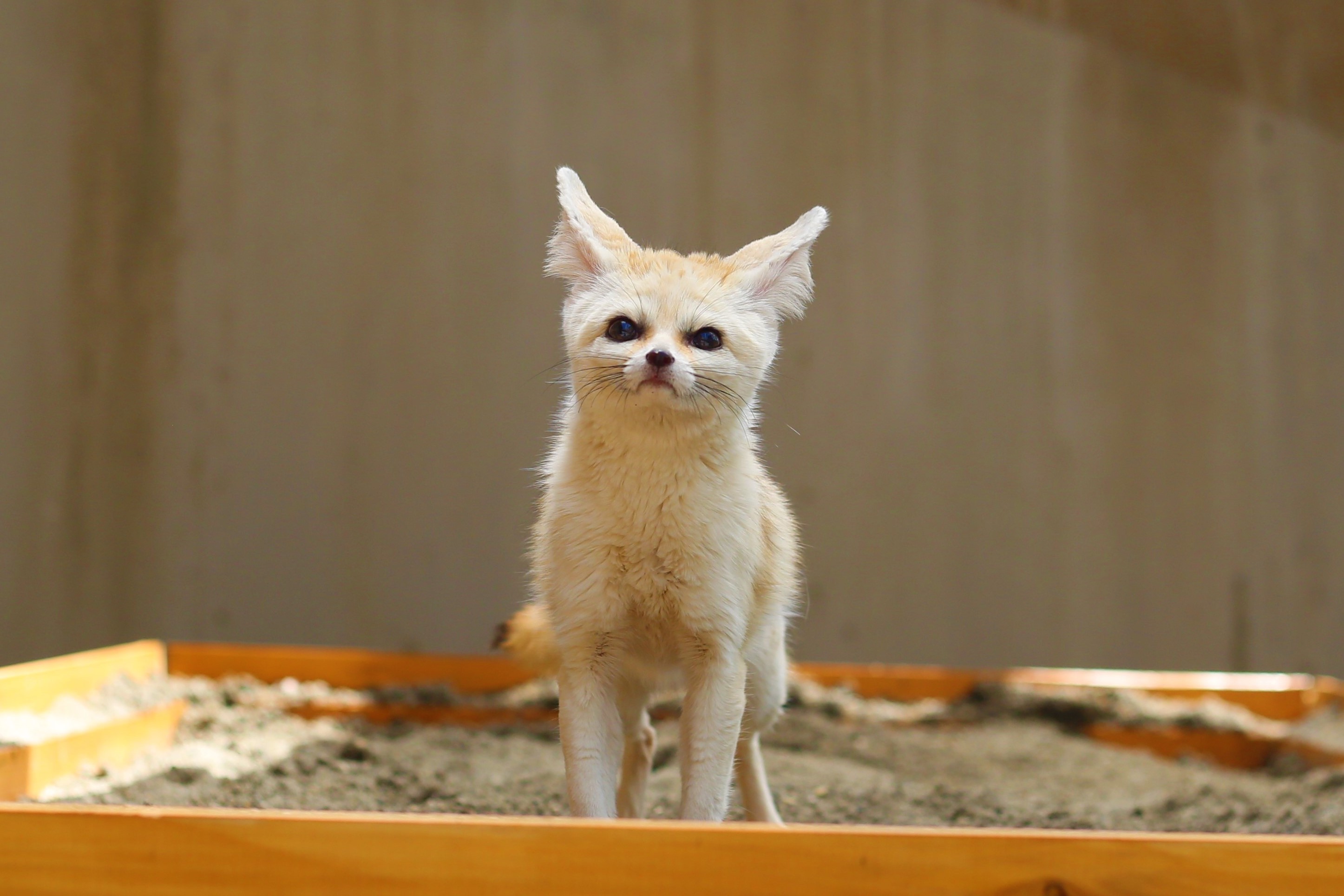 いなり♀の画像