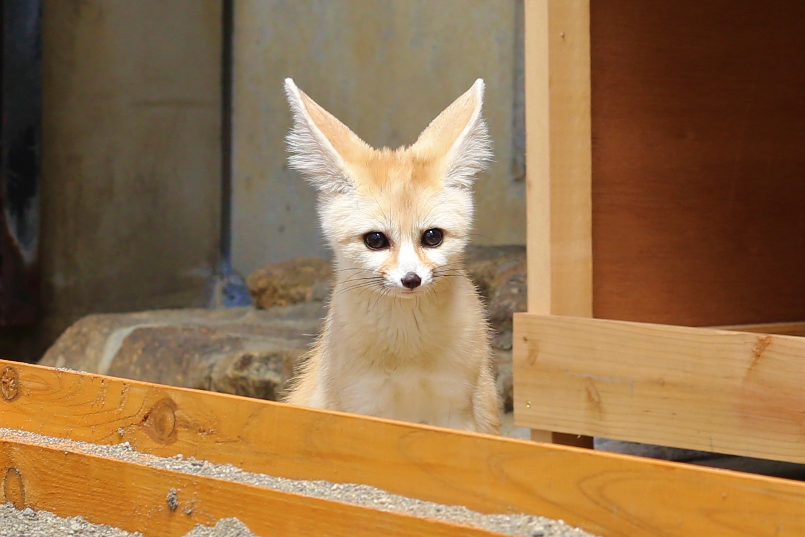 コン太郎♂の画像
