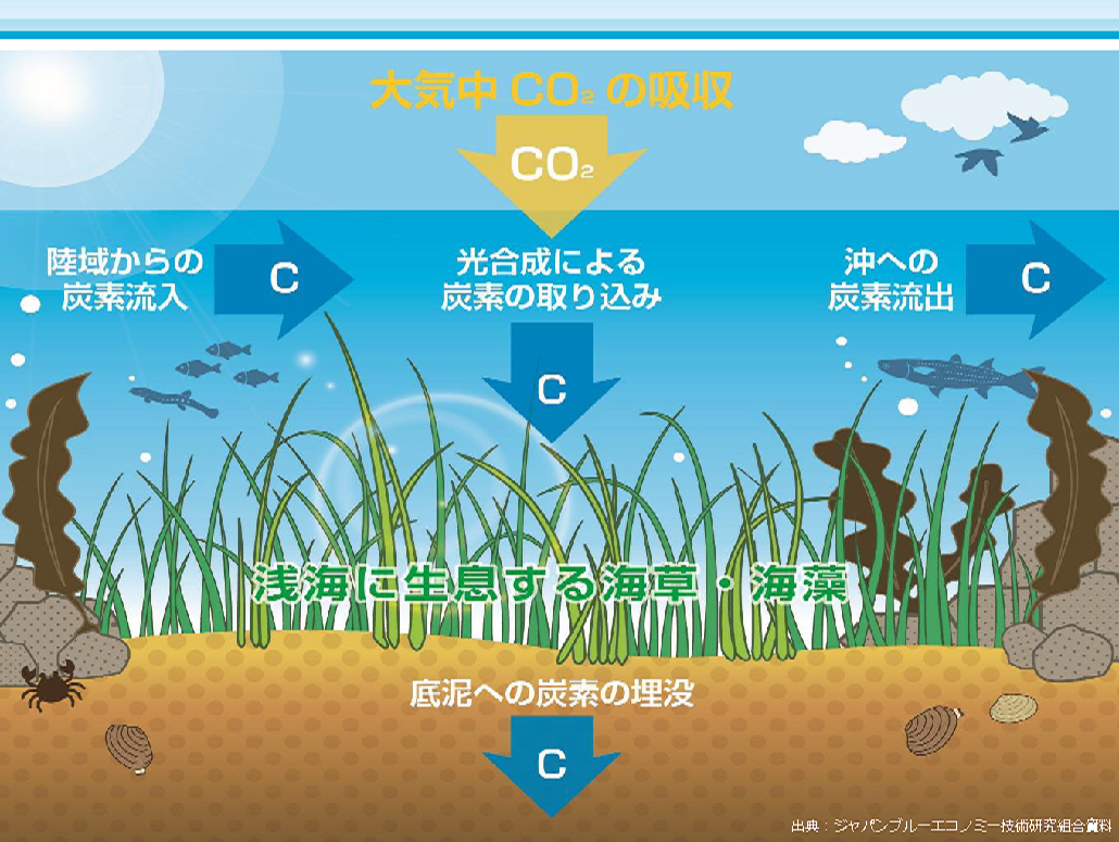 ブルーカーボンの仕組みを表したイラスト