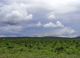 アブラヤシプランテーションの画像
