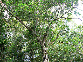 シメコロシイチジクの木の画像