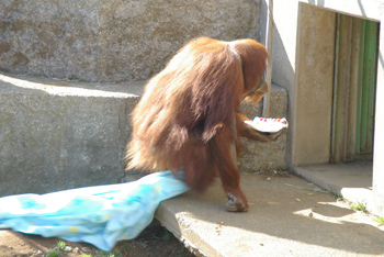 スーミー　まさかのテイクアウトの画像