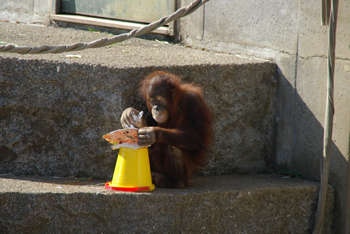 おいしいなぁの画像