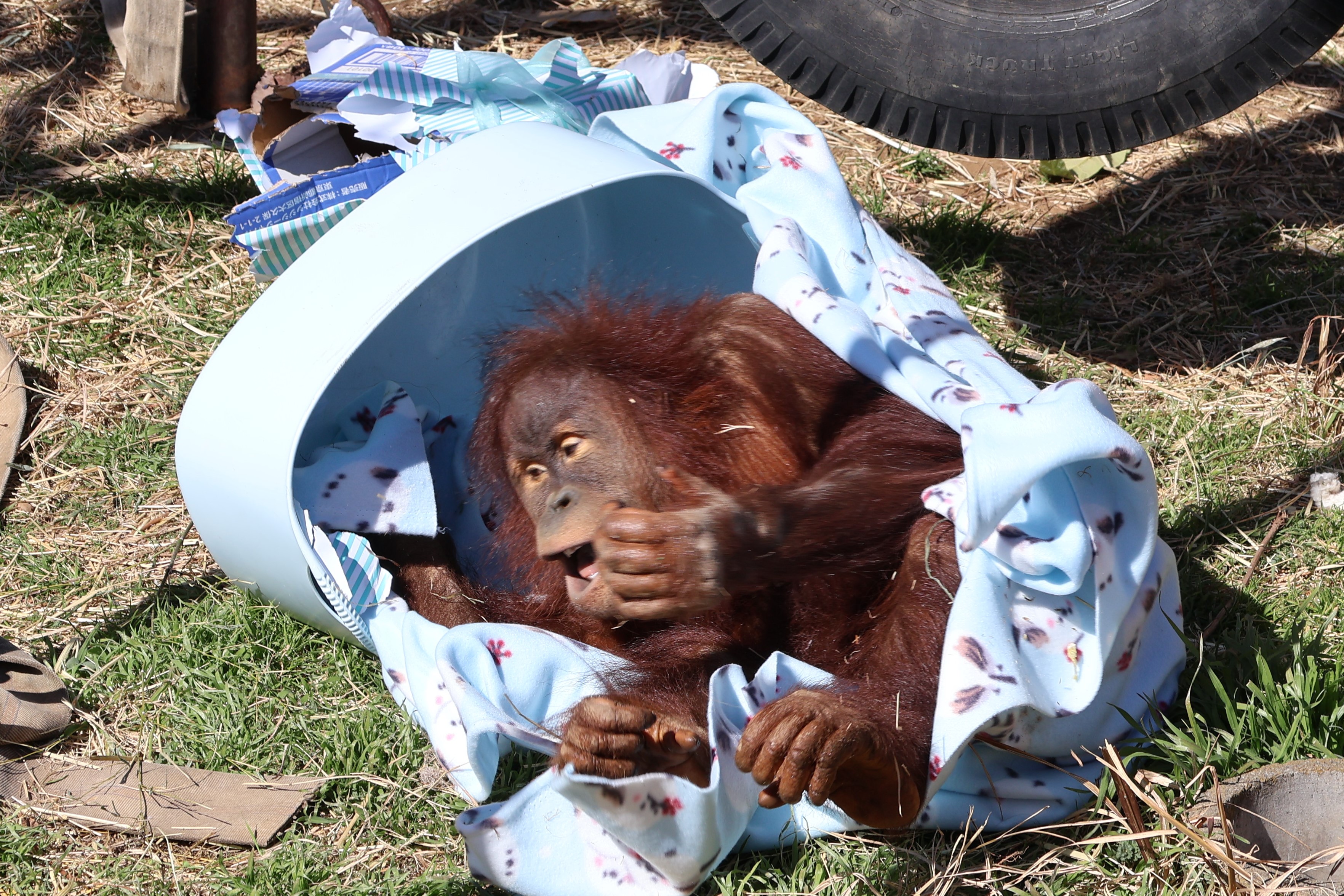 画像：プレゼントのカゴとブランケットで遊ぶオランウータンの写真