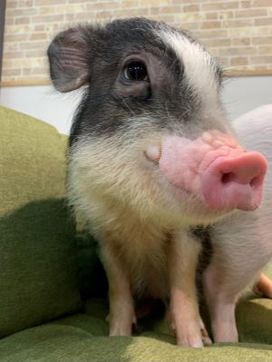 マイクロブタの画像1