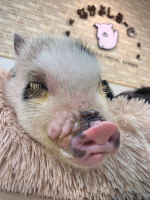 マイクロブタの画像2