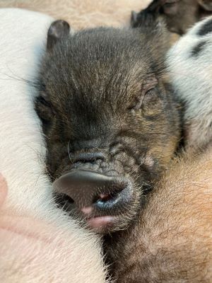 マイクロブタの画像3