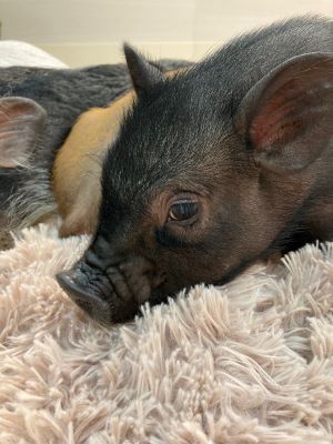 マイクロブタの画像4