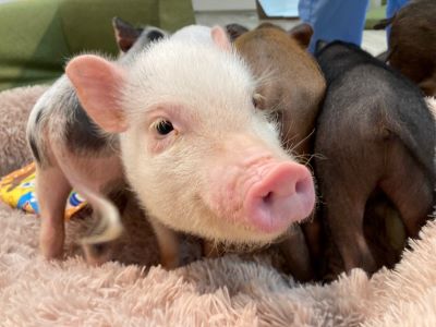 マイクロブタの画像5