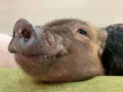 マイクロブタの画像6