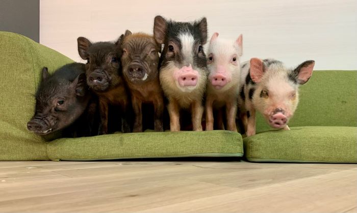 マイクロブタの画像7