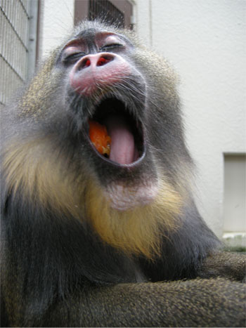 何歳になってもお茶目なジョディ♂の画像