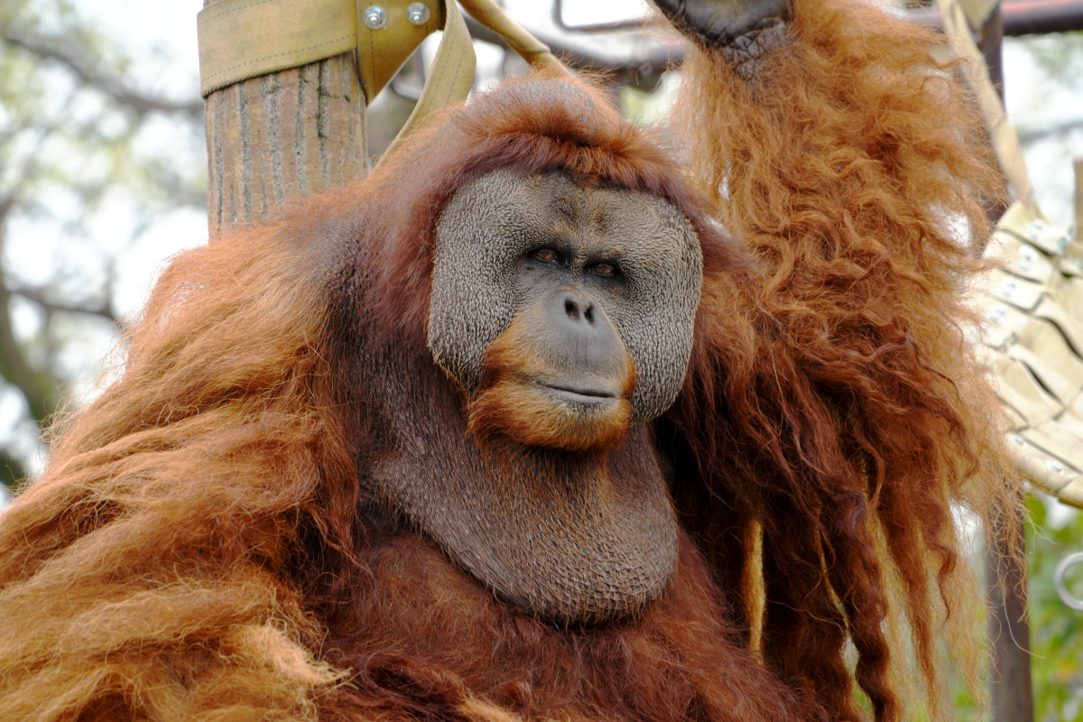 オランウータンイーバン