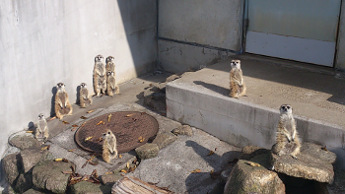 段差が大きく走り回ることはできないの画像