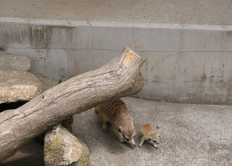 赤ちゃんの大きさから高低差がわかるの画像