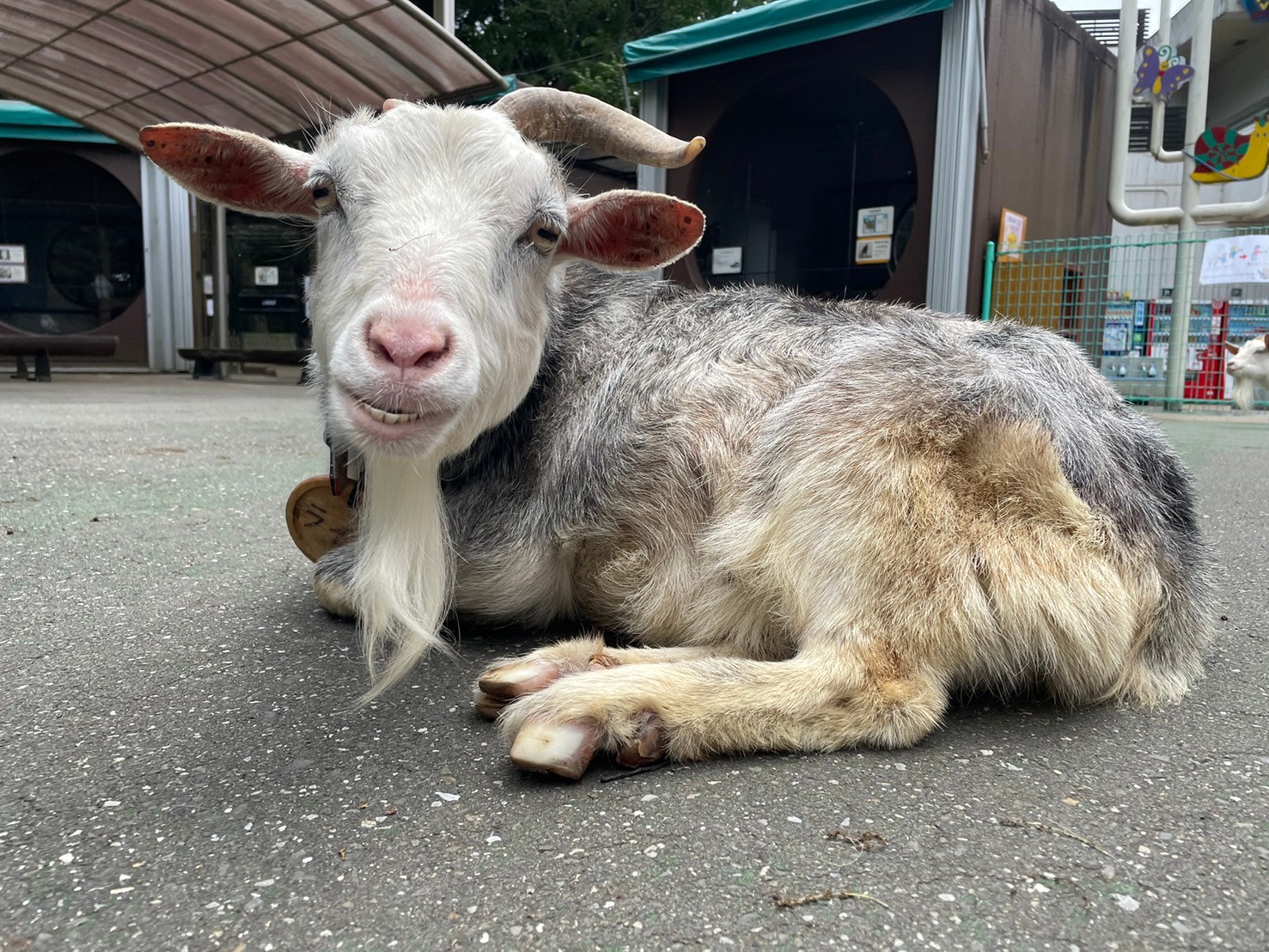画像：ヤギ(ライラ)の写真