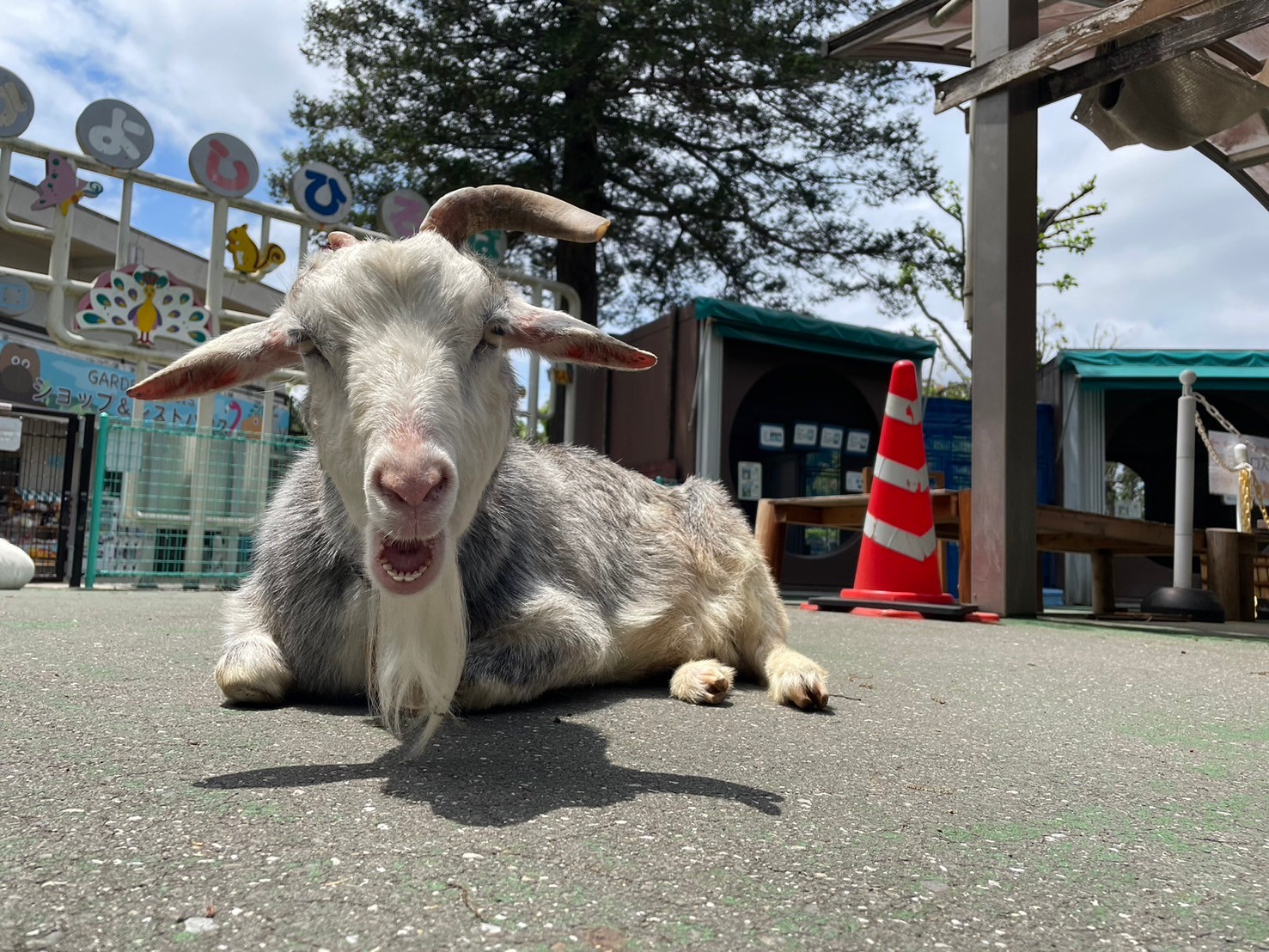 画像：地面に座るヤギ(ライラ)の写真