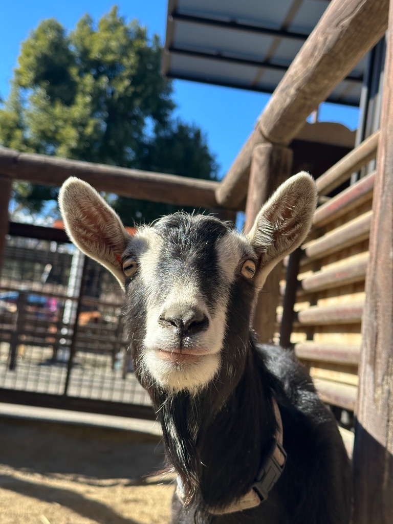 写真：トカラヤギ