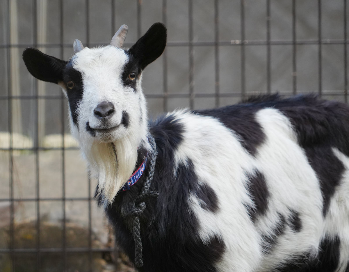 写真：トカラヤギ