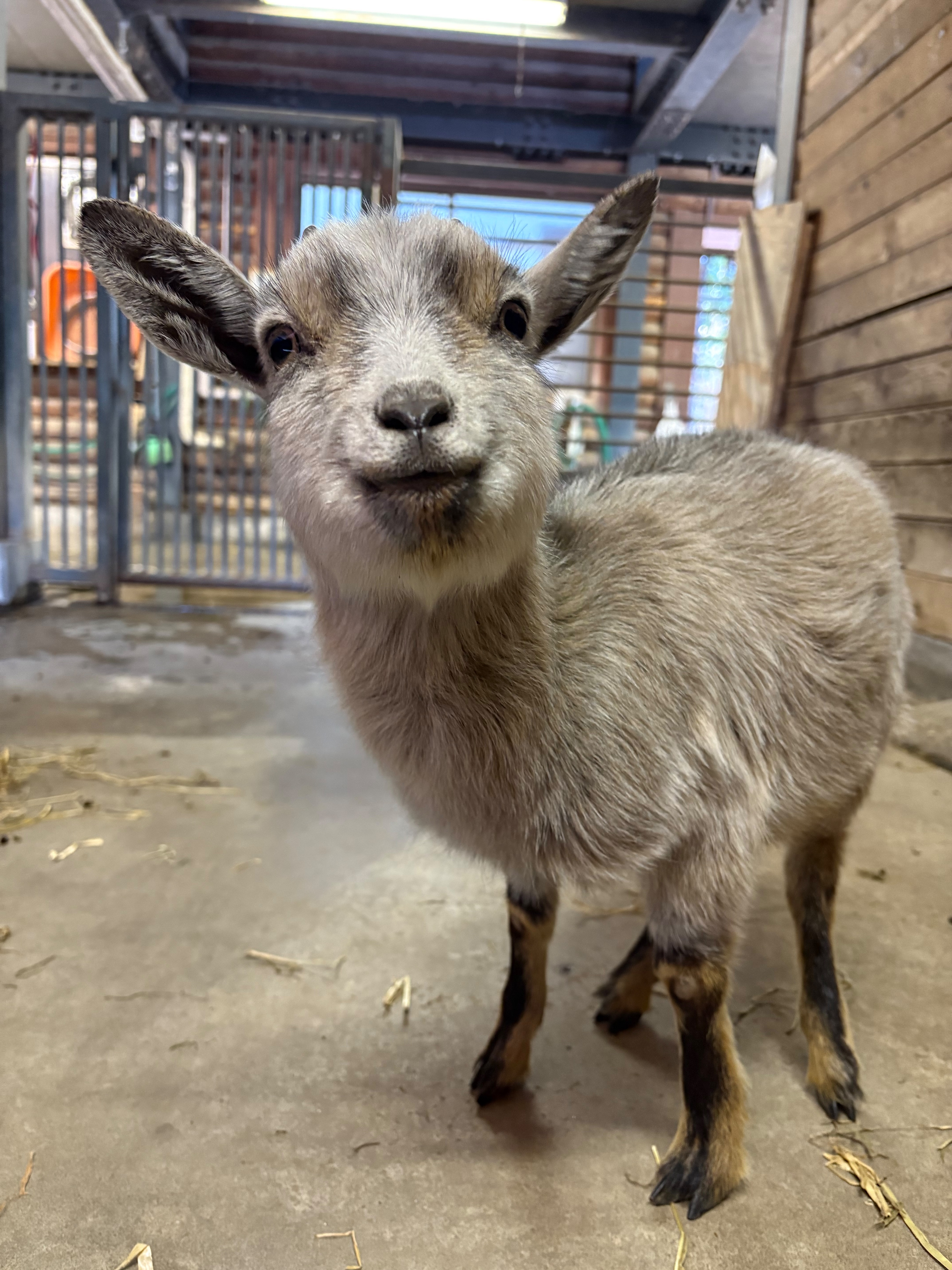 画像：トカラヤギ