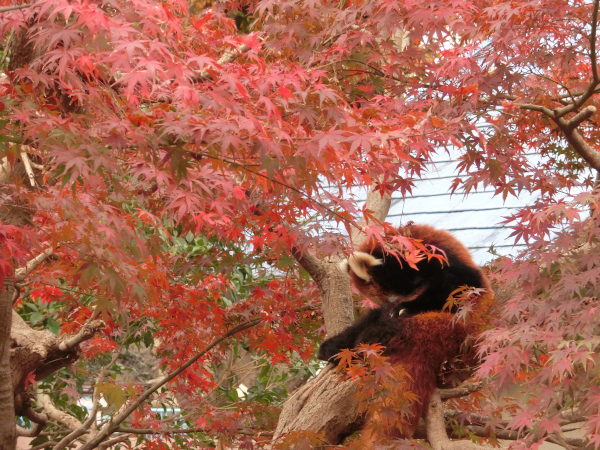 レッサーパンダ1号２０２１年11月21日撮影画像２