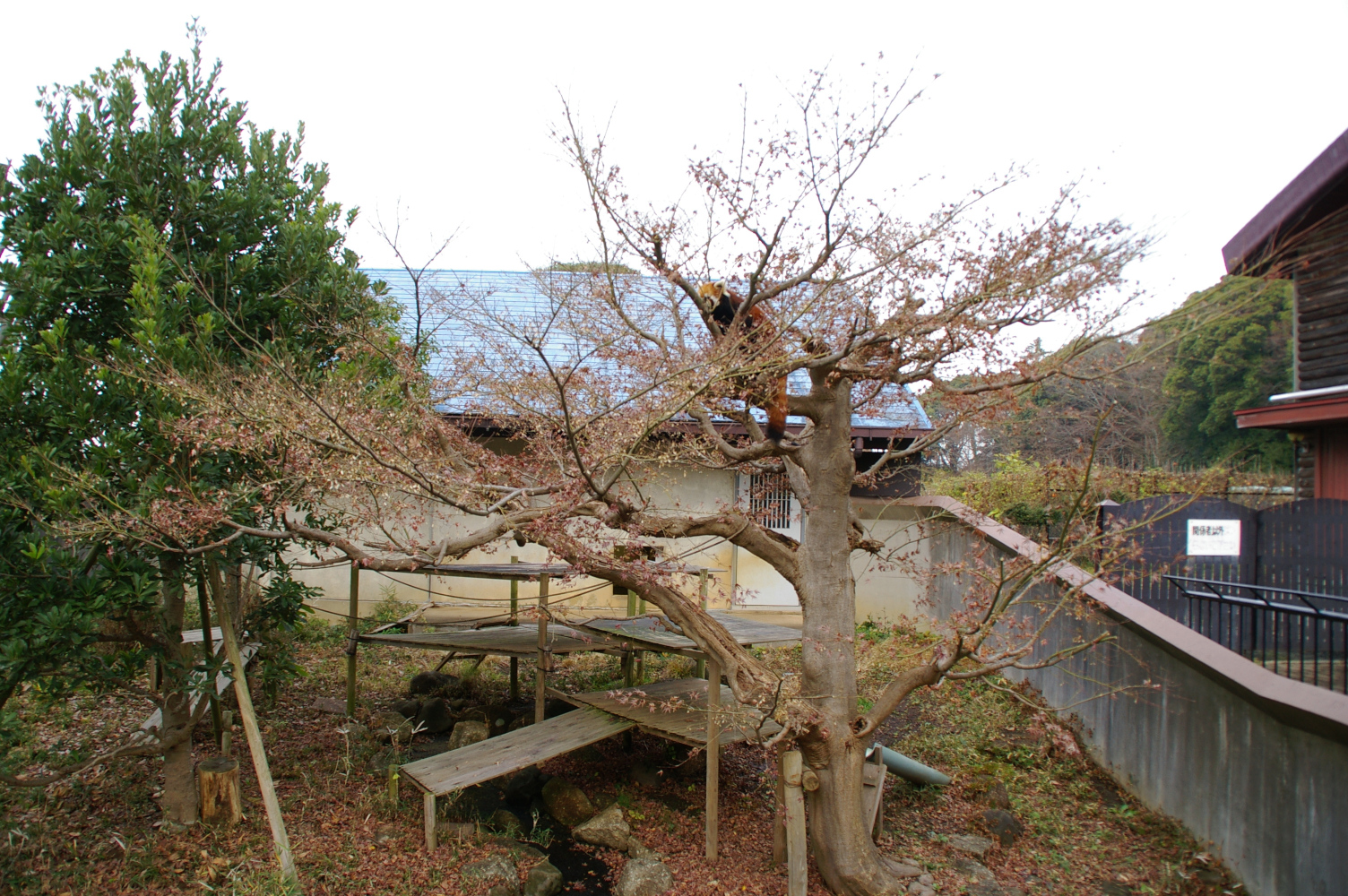 画像：12月16日の1号舎の紅葉の画像1