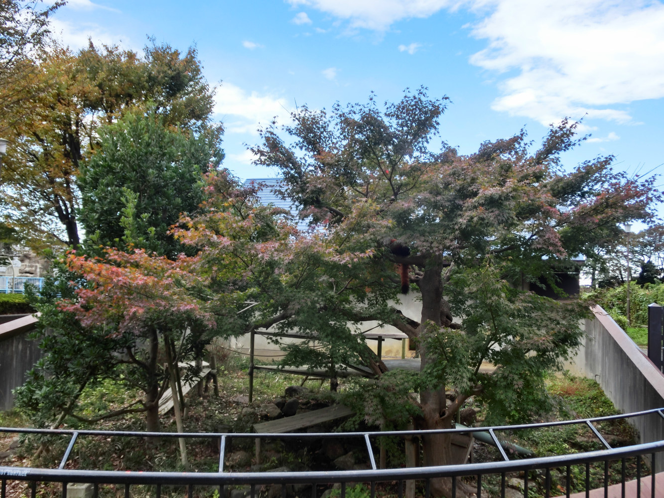 画像：11月18日の1号舎の紅葉の画像1