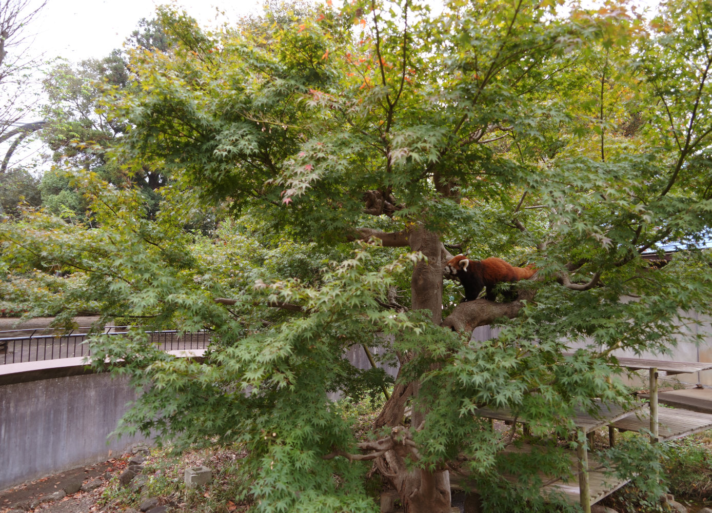 画像：11月10日の1号舎の紅葉の画像1