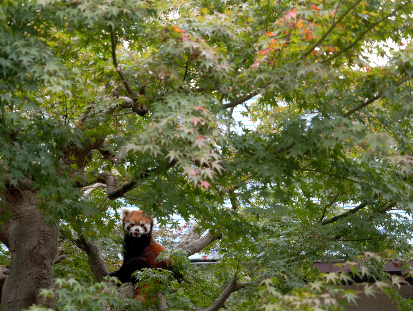 画像：11月10日の1号舎の紅葉の画像2