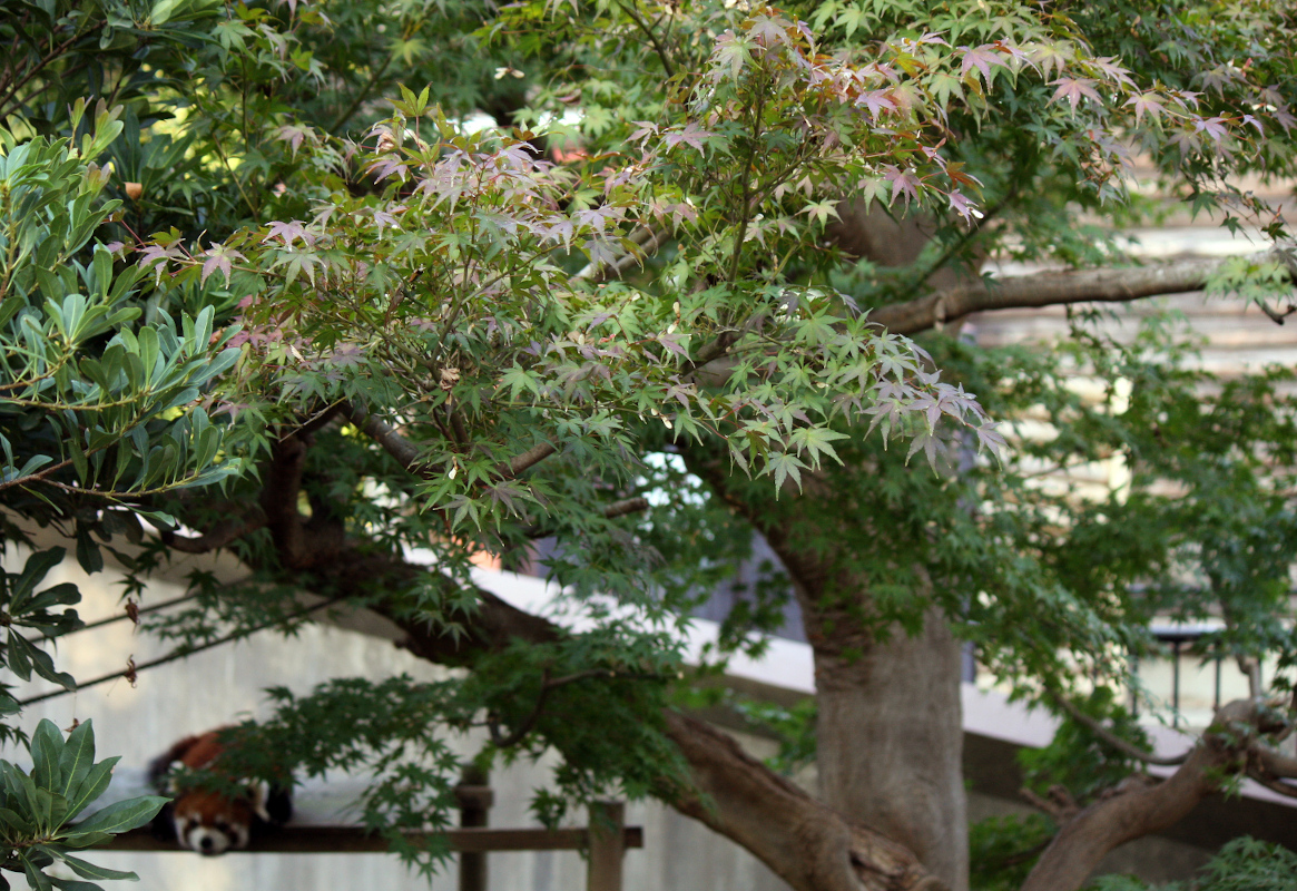 画像：11月2日の1号舎の紅葉の画像1