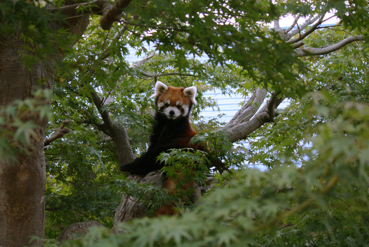 画像：11月2日の1号舎の紅葉の画像2