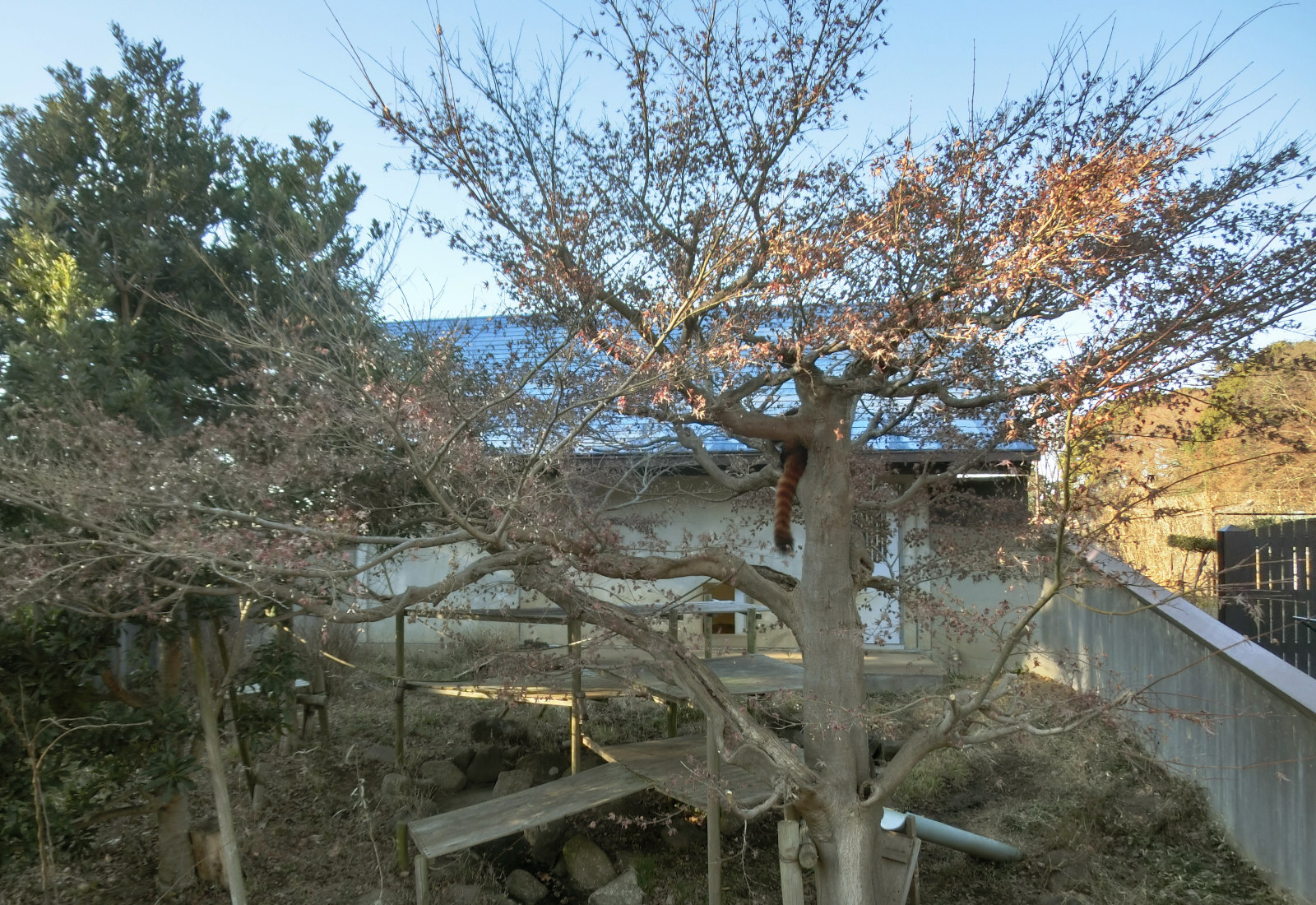 画像：1月13日の1号舎の紅葉の写真1