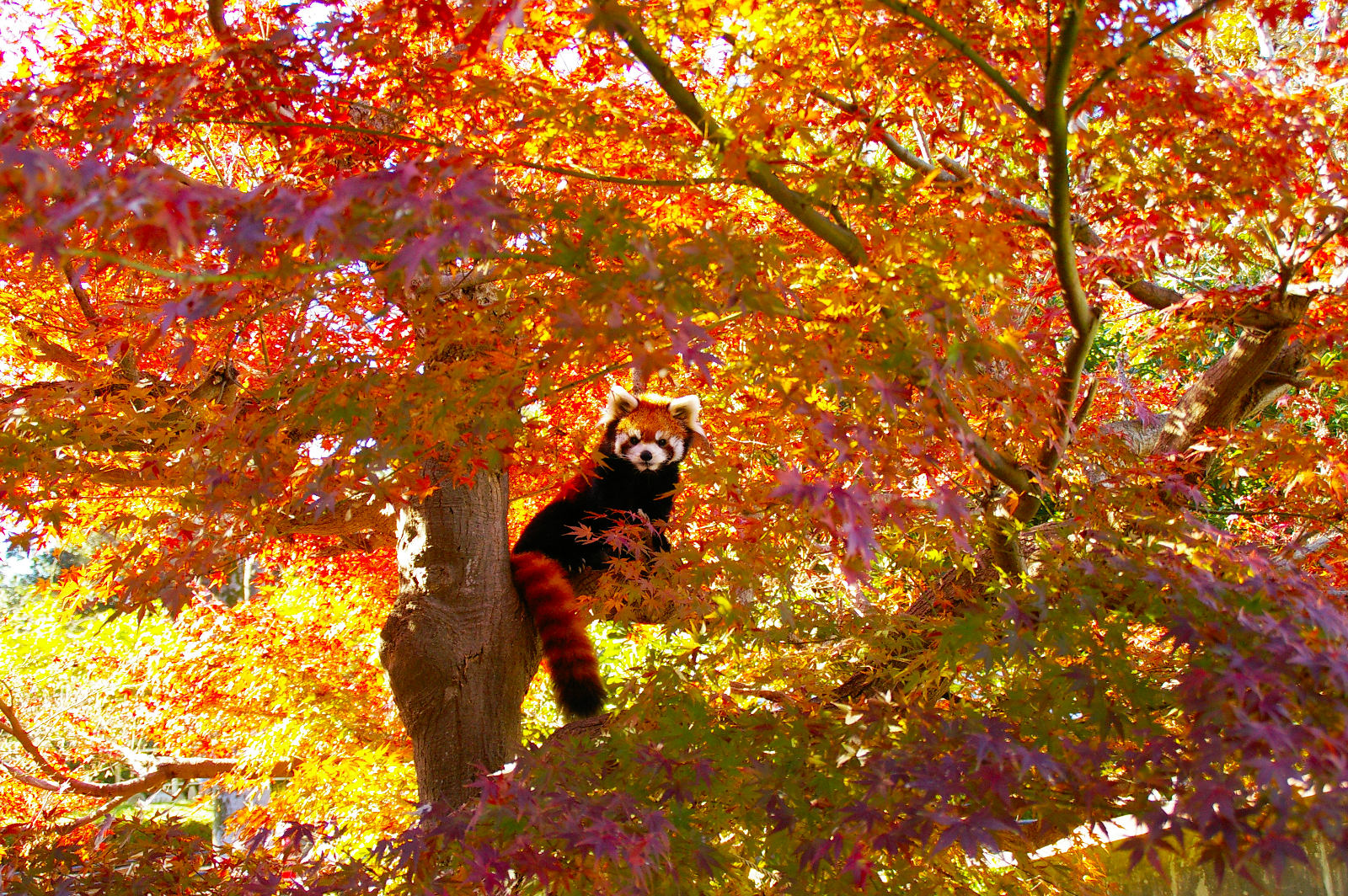 画像：11月28日の1号舎の紅葉の写真2