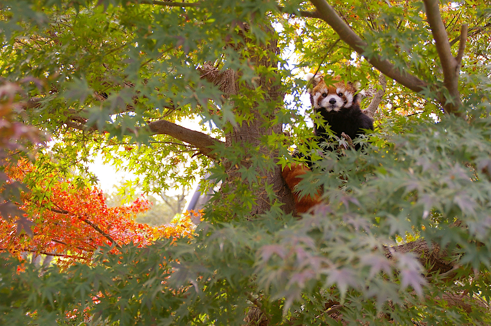 画像：11月16日の1号舎の紅葉の写真4