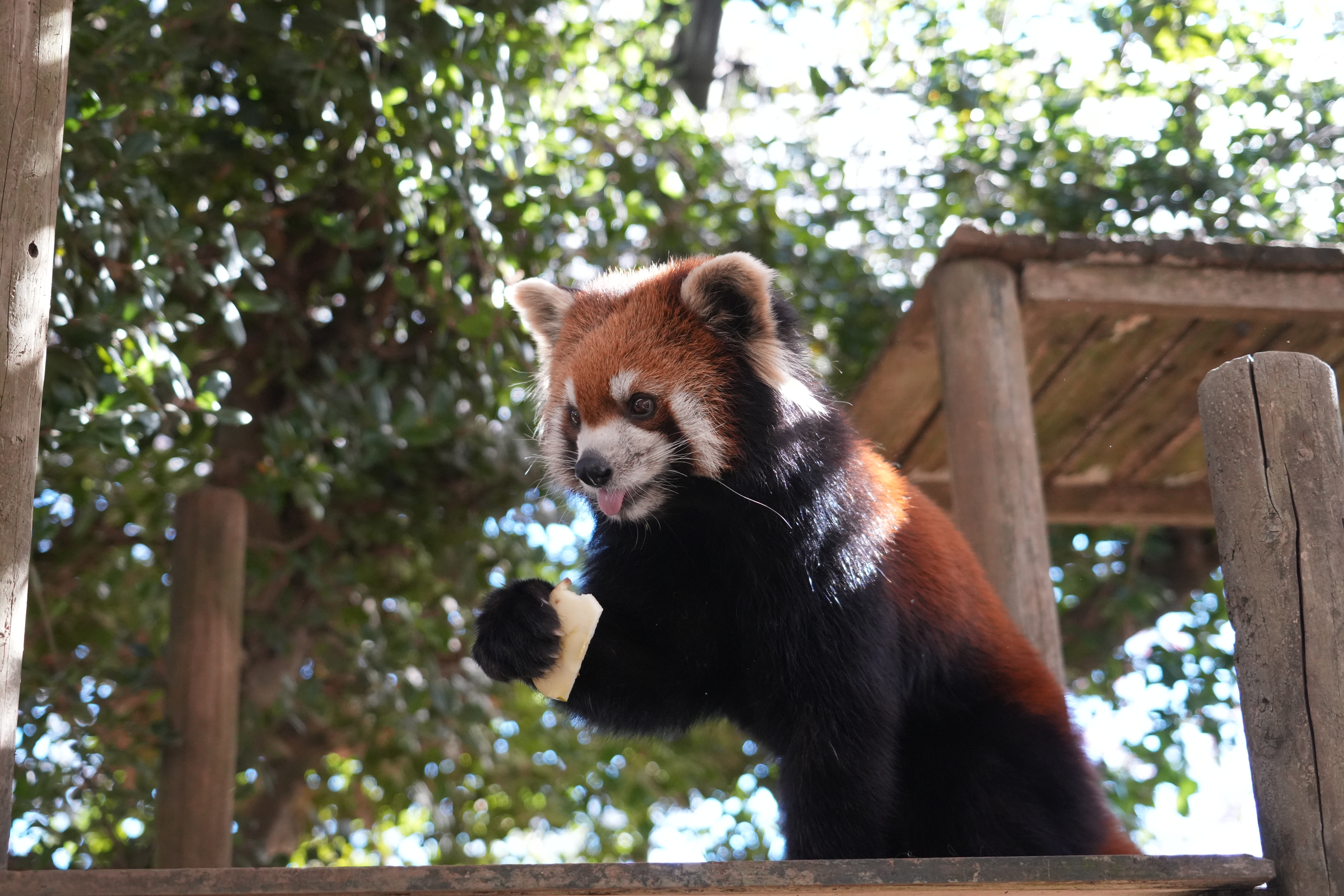 写真：レッサーパンダのココアの画像1