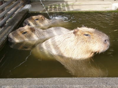 プールに入っているカピバラの画像