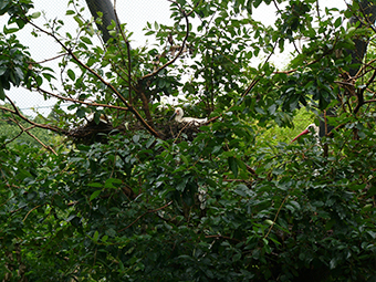 シロトキ（左）とシュバシコウ（右）の画像