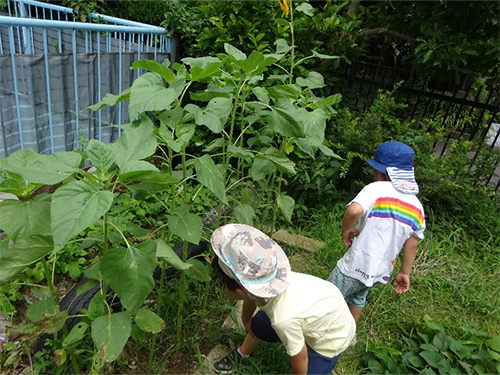 昆虫探しの画像