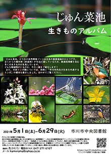じゅん菜池　生きものアルバム