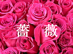 特集ポスター　薔薇