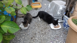 写真：餌やりの様子