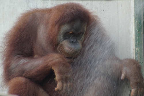 リリーの水遊びの画像2