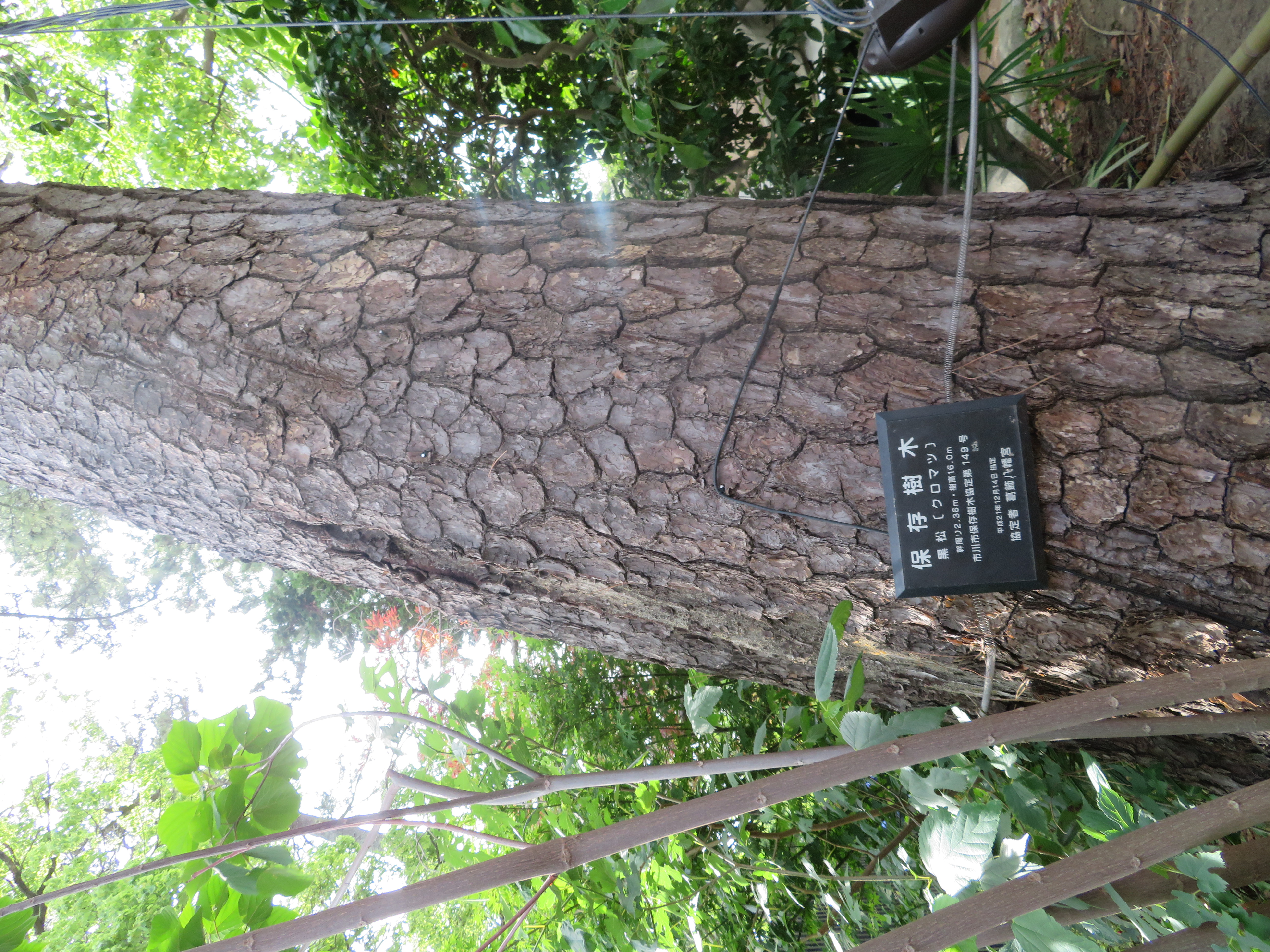 保存樹木の写真1