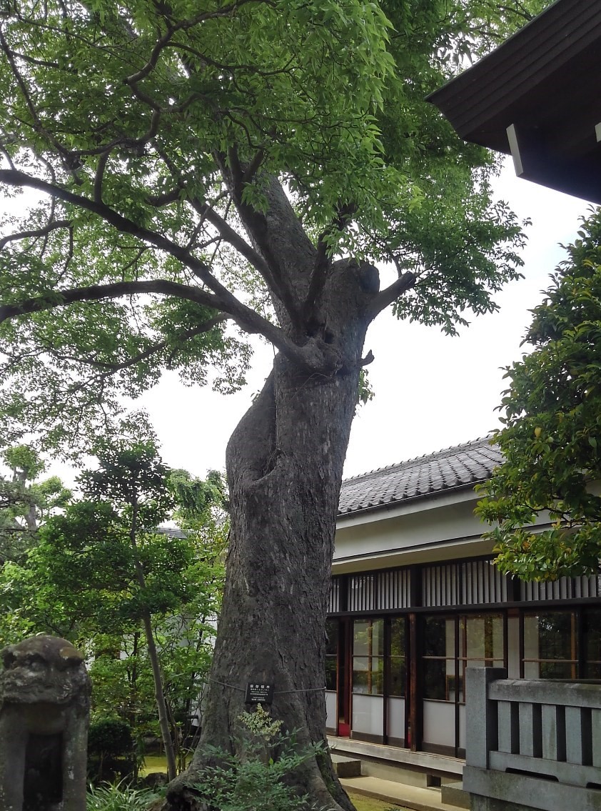 保存樹木の写真2