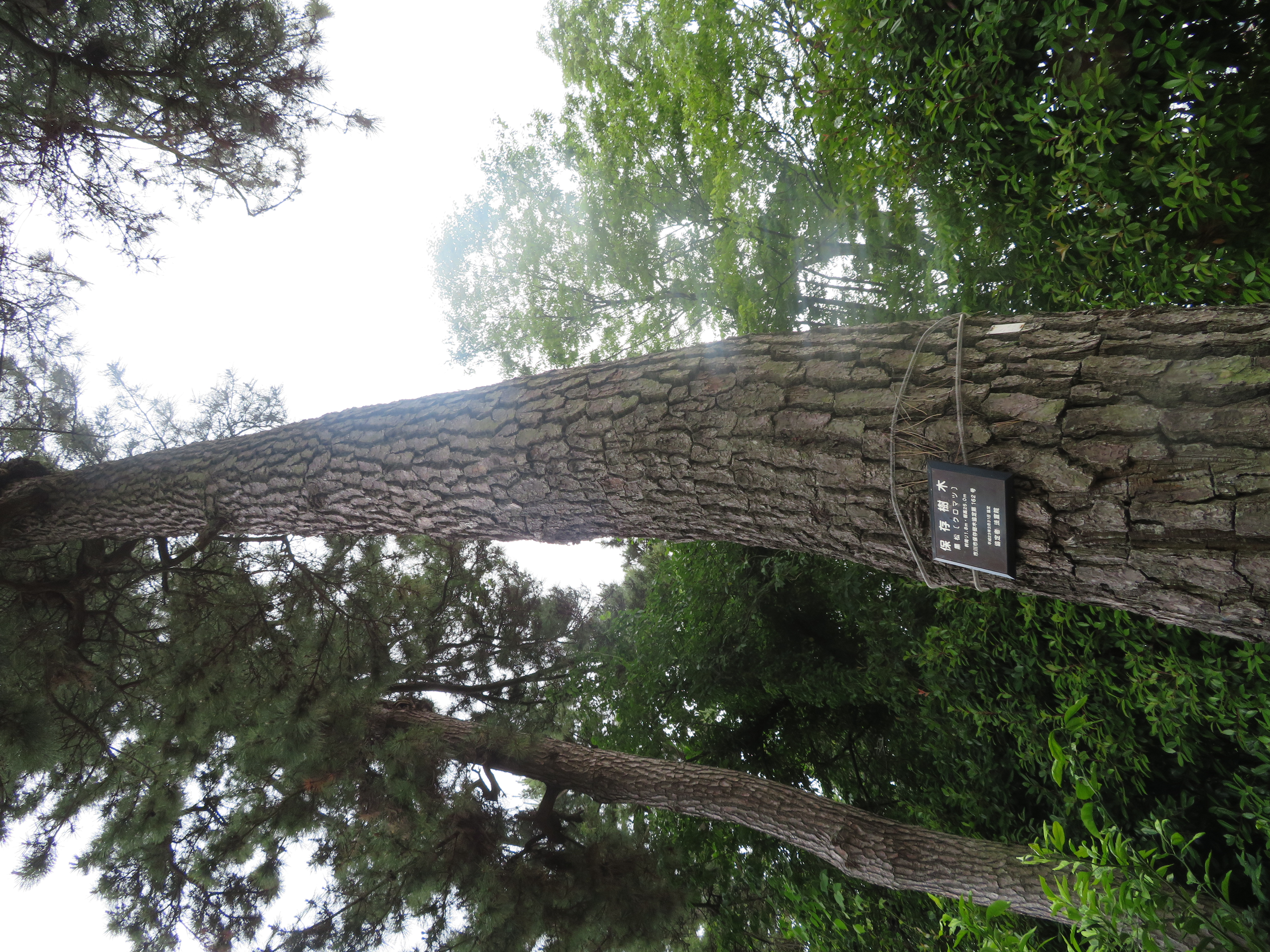 保存樹木の写真3